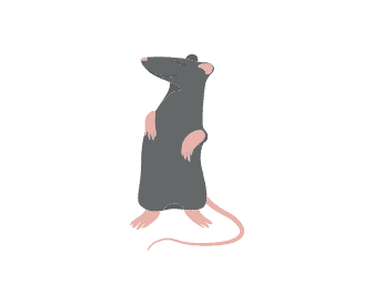 Rat Graphic